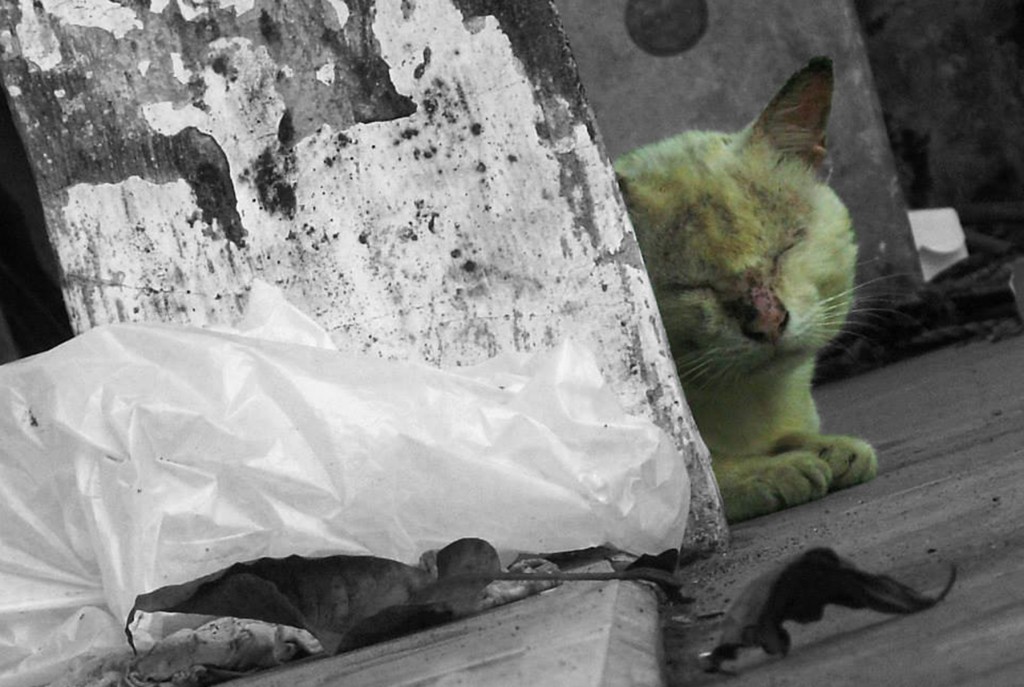 Setelah ditambahkan Selective Color. Lihatlah kucing ini terlihat kesepian.